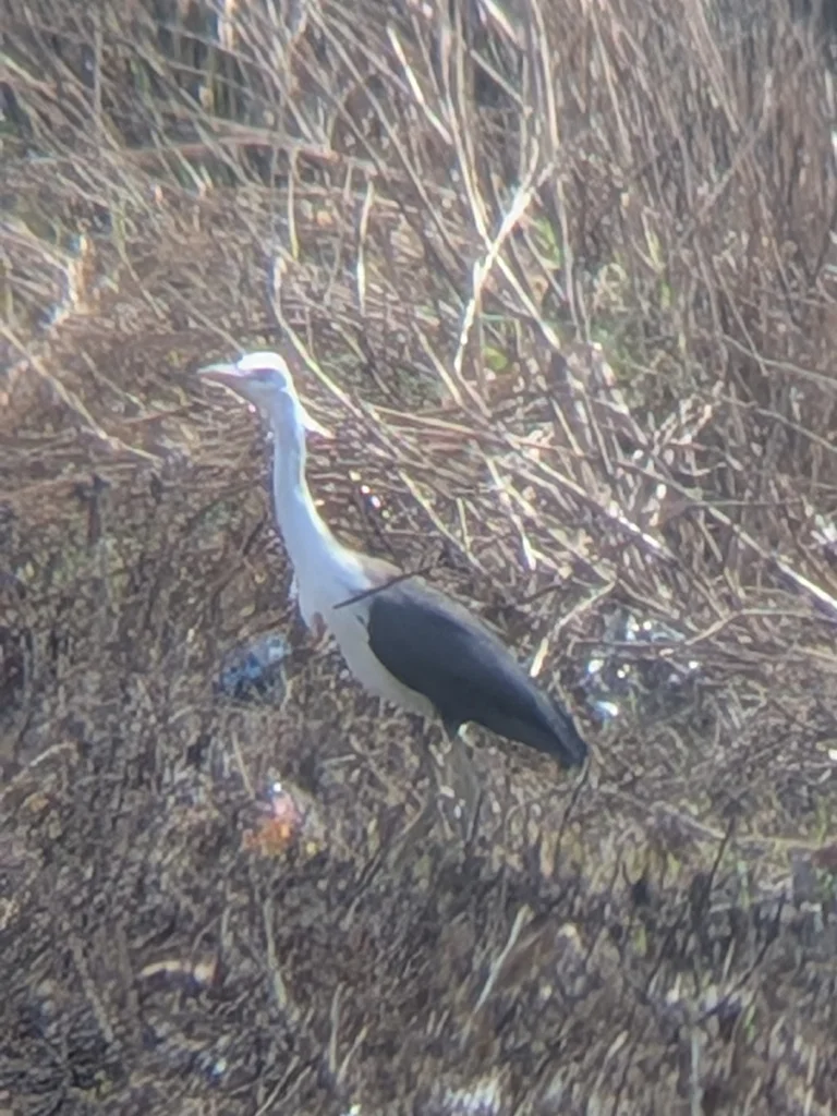 斑鹭(Egretta picata)
