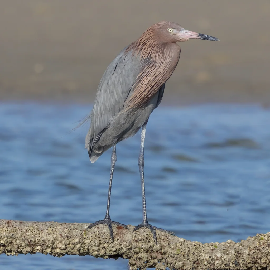 棕颈鹭(Egretta rufescens)