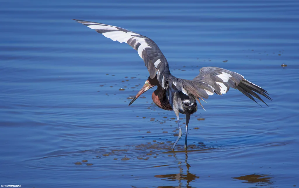 棕颈鹭(Egretta rufescens)