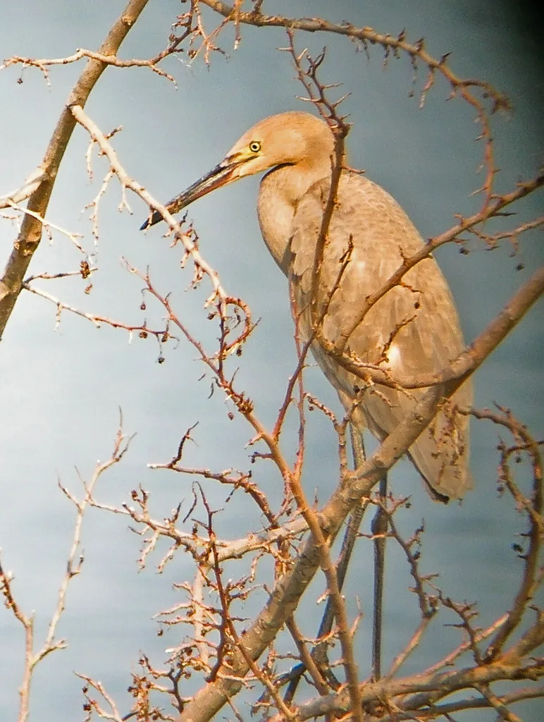 棕颈鹭(Egretta rufescens)
