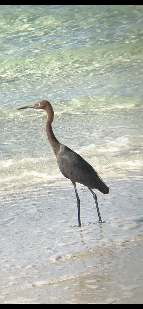 棕颈鹭(Egretta rufescens)