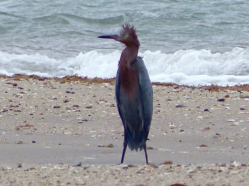 棕颈鹭(Egretta rufescens)