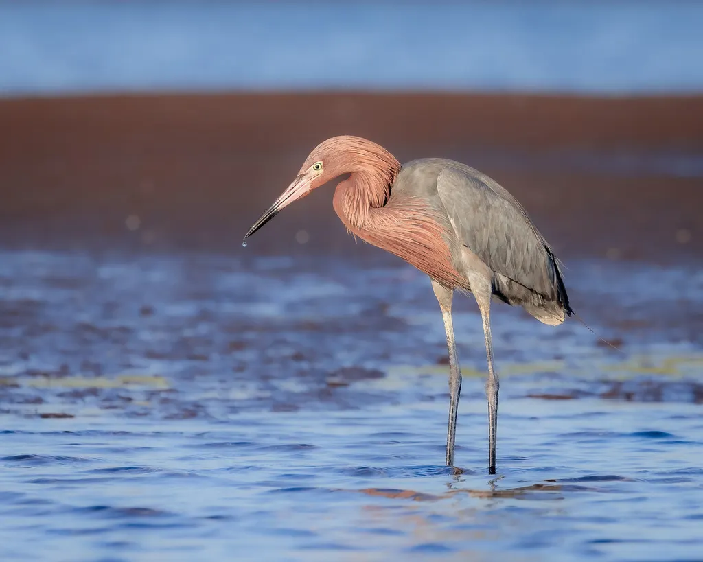 棕颈鹭(Egretta rufescens)