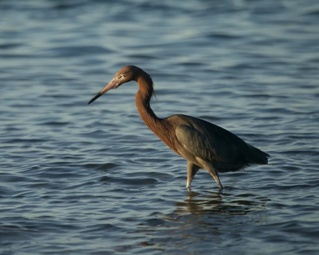 棕颈鹭(Egretta rufescens)