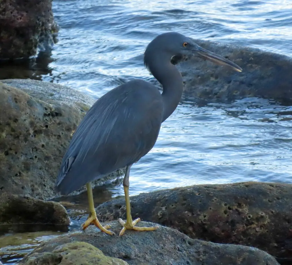 岩鹭(Egretta sacra)