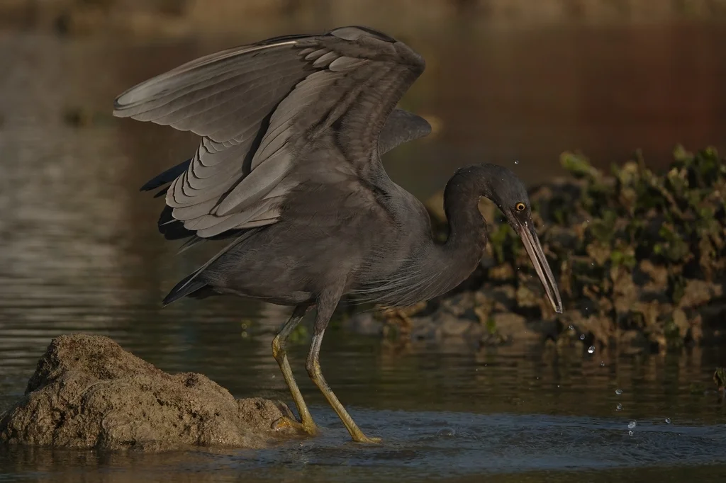 岩鹭(Egretta sacra)