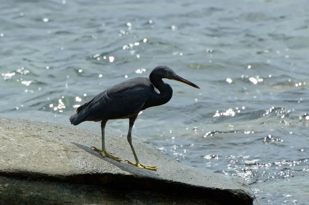 岩鹭(Egretta sacra)