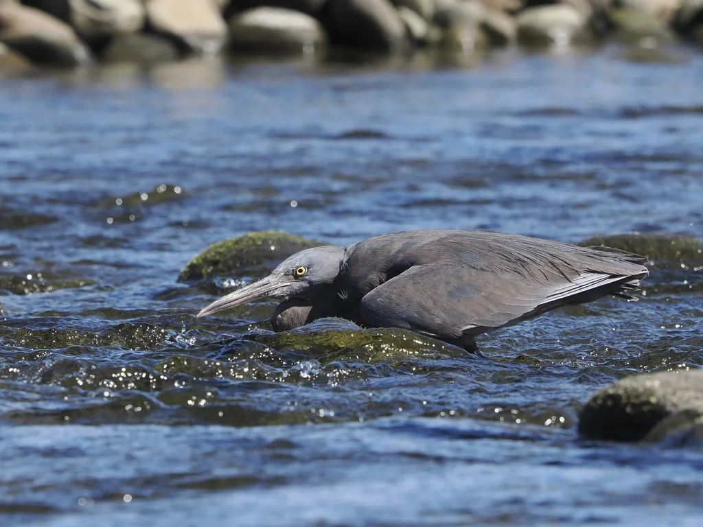 岩鹭(Egretta sacra)