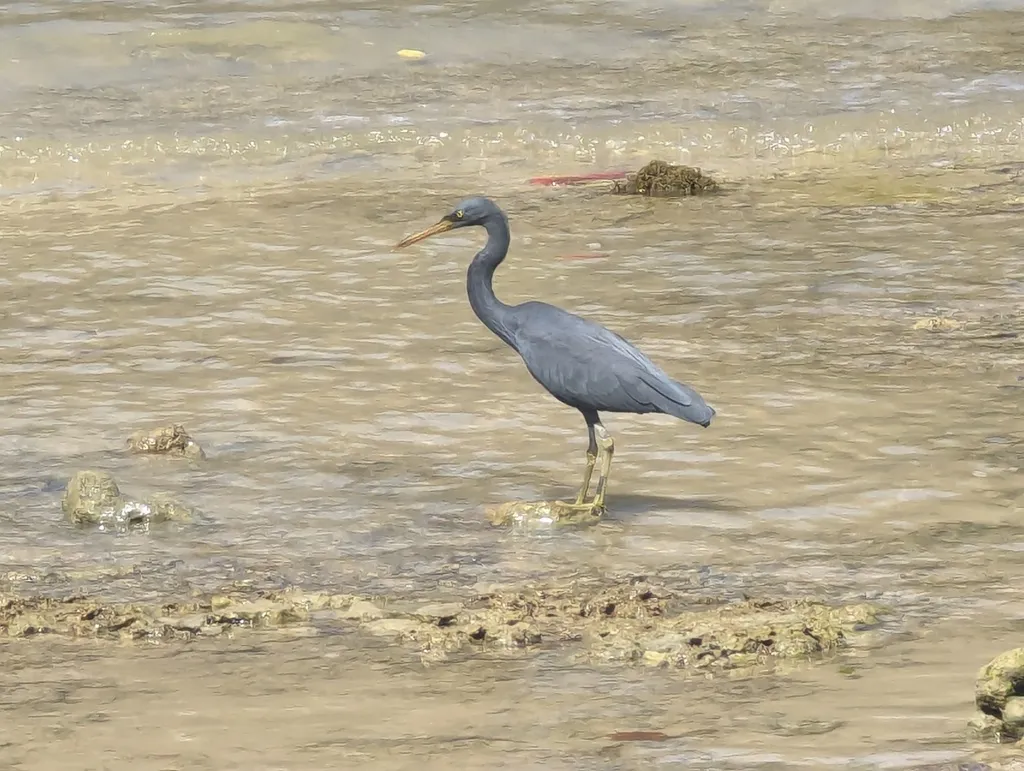 岩鹭(Egretta sacra)