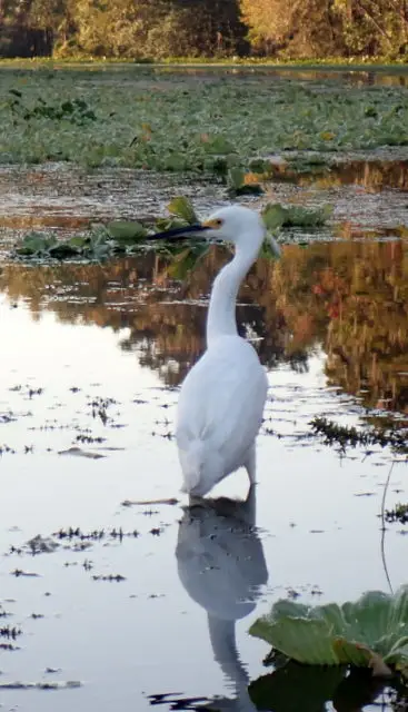 雪鹭(Egretta thula)