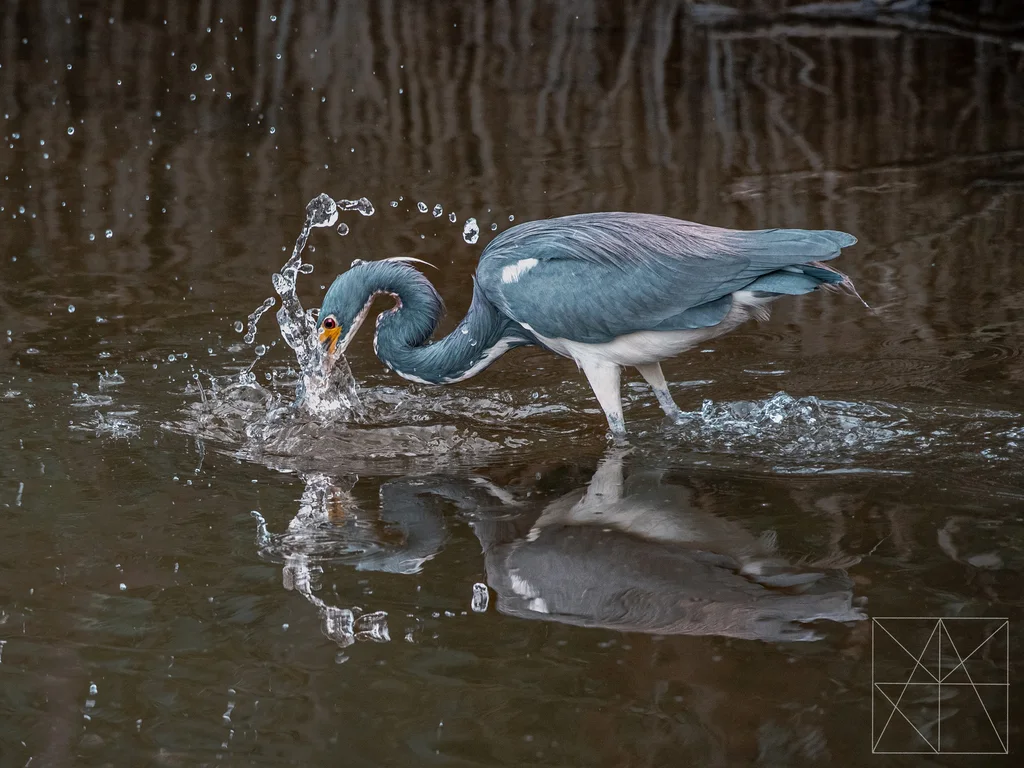 三色鹭(Egretta tricolor)
