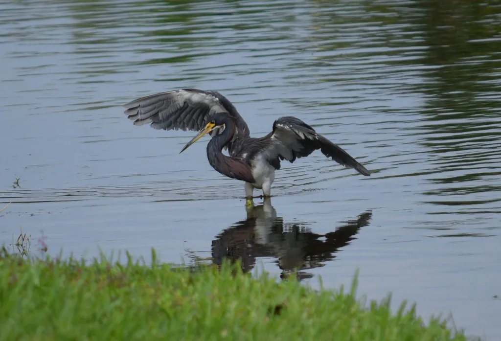 三色鹭(Egretta tricolor)