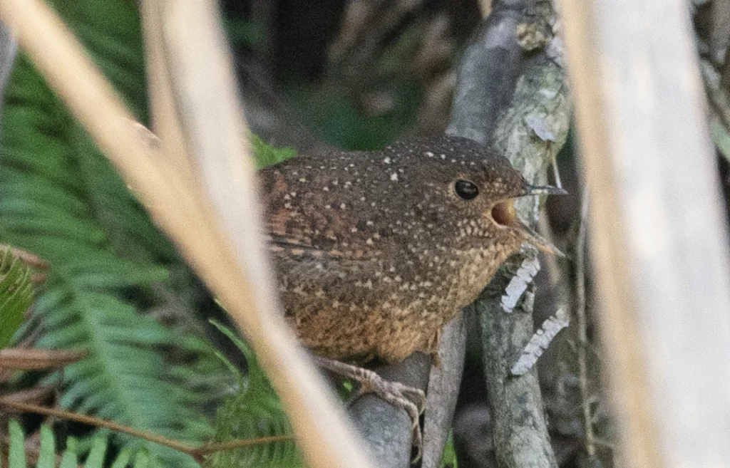 丽星鹩鹛(Elachura formosa)