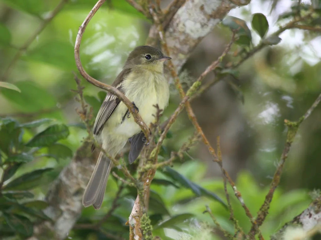安岛拟霸鹟(Elaenia fallax)