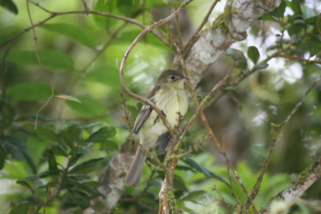 安岛拟霸鹟(Elaenia fallax)