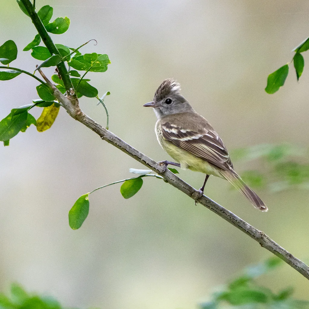 黄腹拟霸鹟(Elaenia flavogaster)