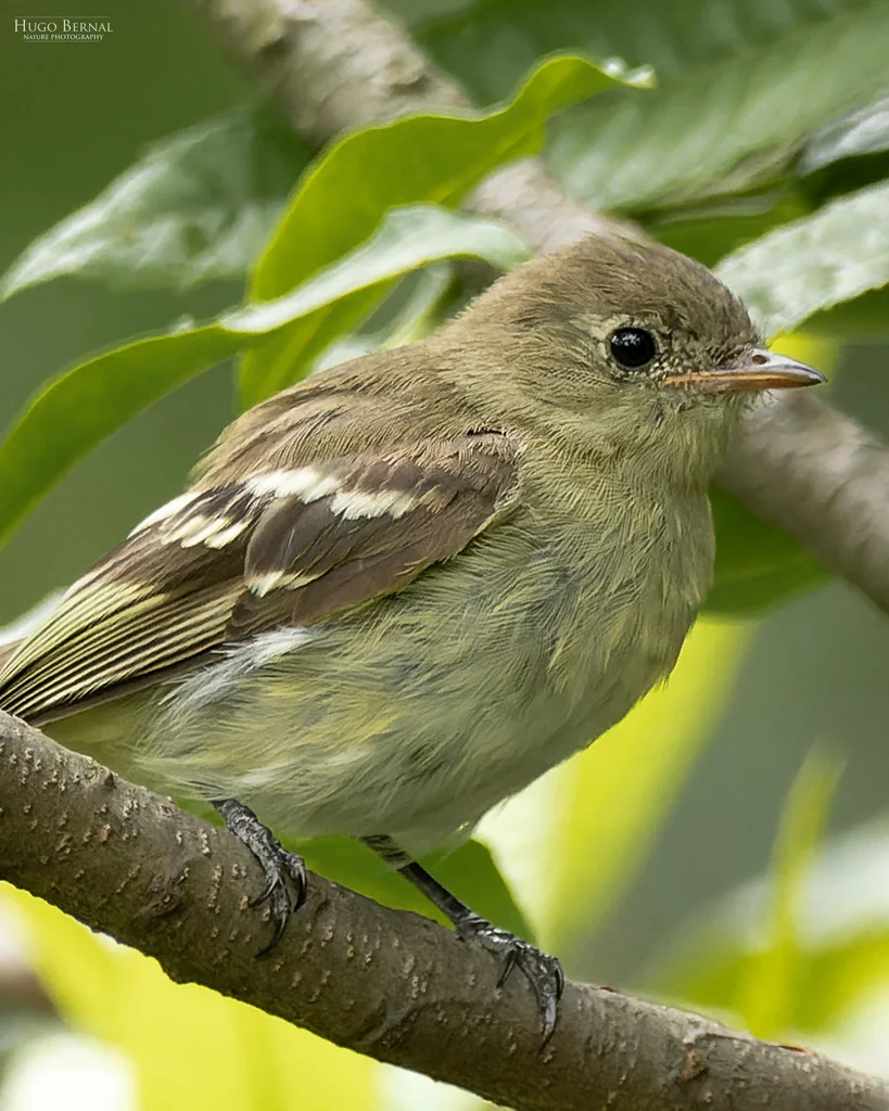 山拟霸鹟（Elaenia frantzii）