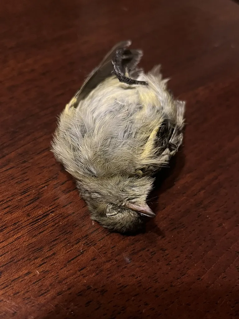山拟霸鹟（Elaenia frantzii）
