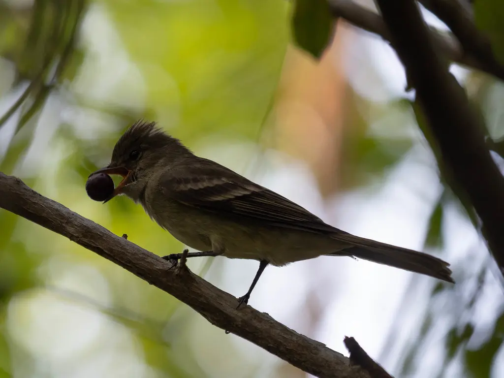 加勒比拟霸鹟(Elaenia martinica)