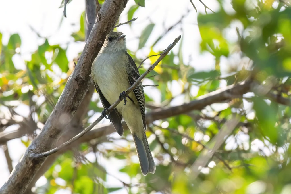 加勒比拟霸鹟(Elaenia martinica)
