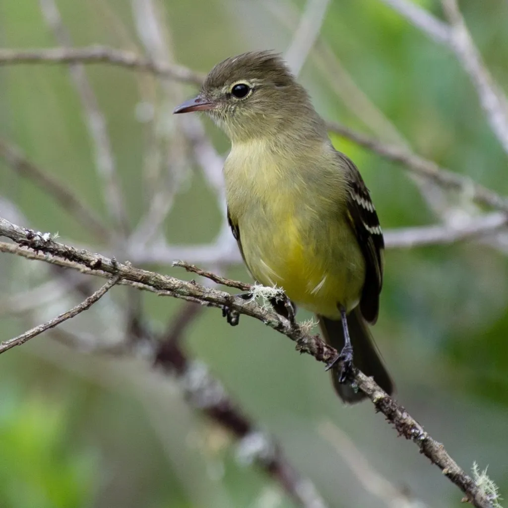 黄腹岭拟霸鹟(Elaenia olivina)