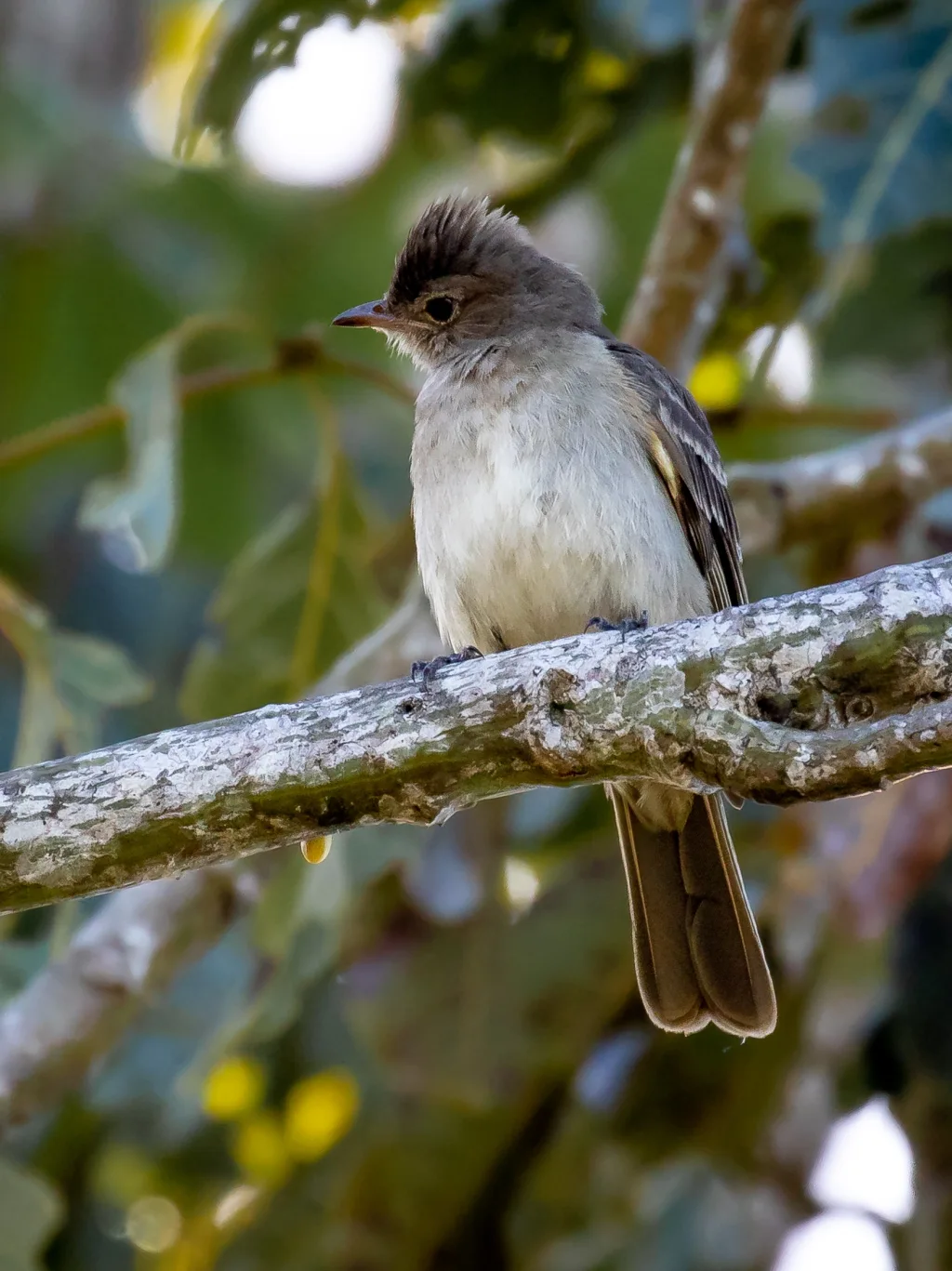 淡褐拟霸鹟(Elaenia pelzelni)