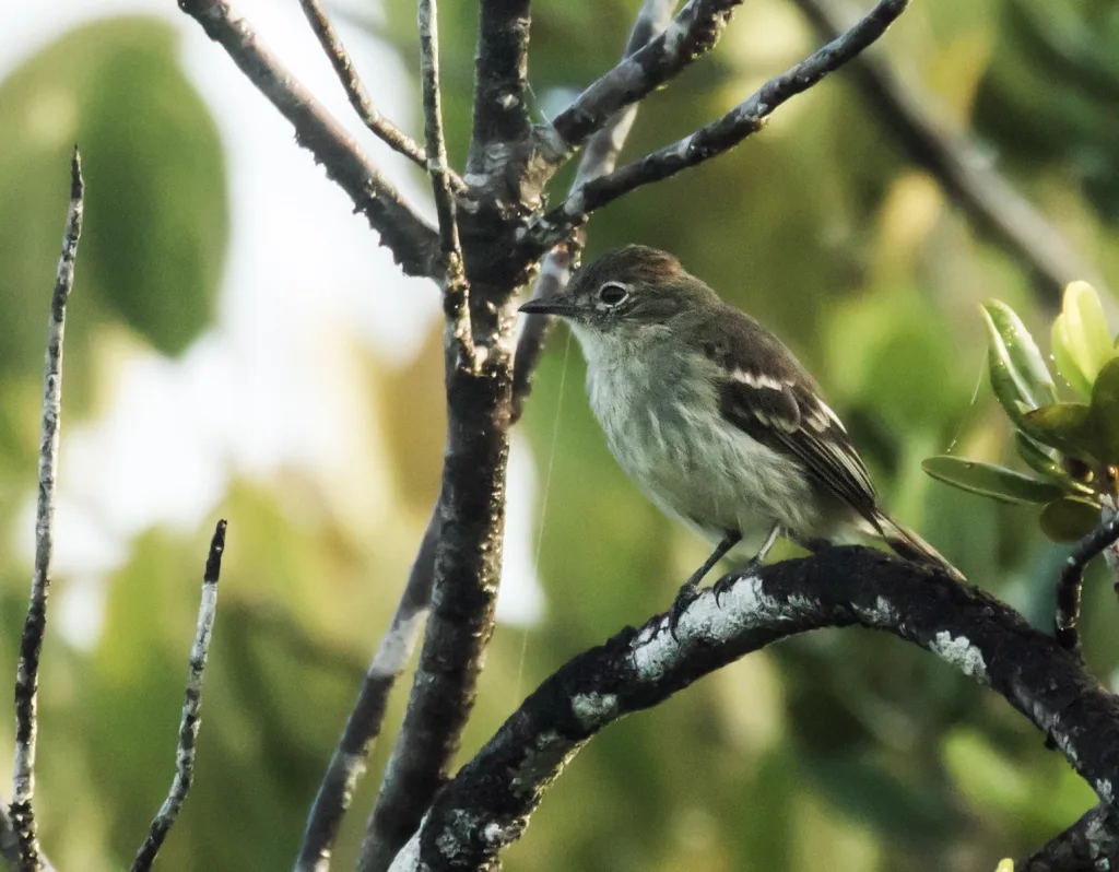 棕顶拟霸鹟（Elaenia ruficeps）