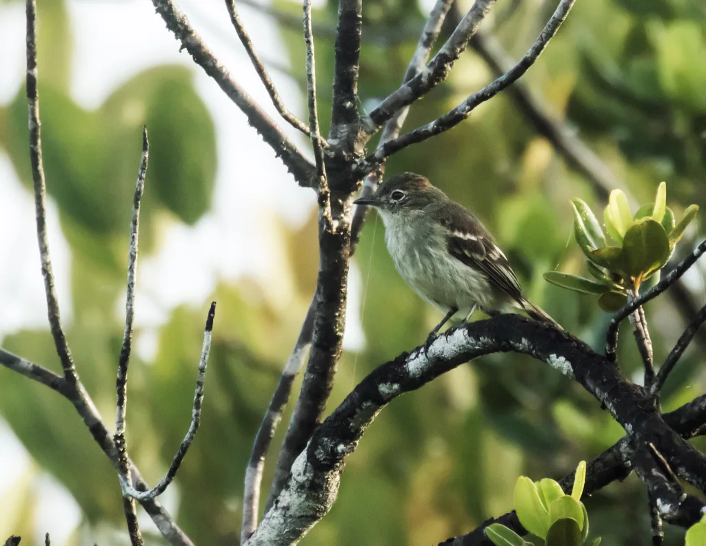 棕顶拟霸鹟（Elaenia ruficeps）