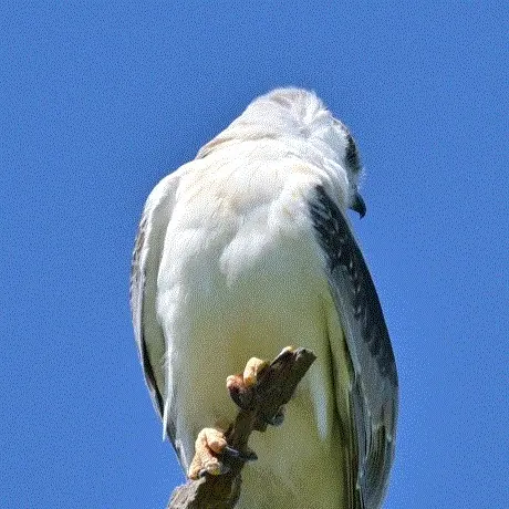 澳洲鸢(Elanus axillaris)