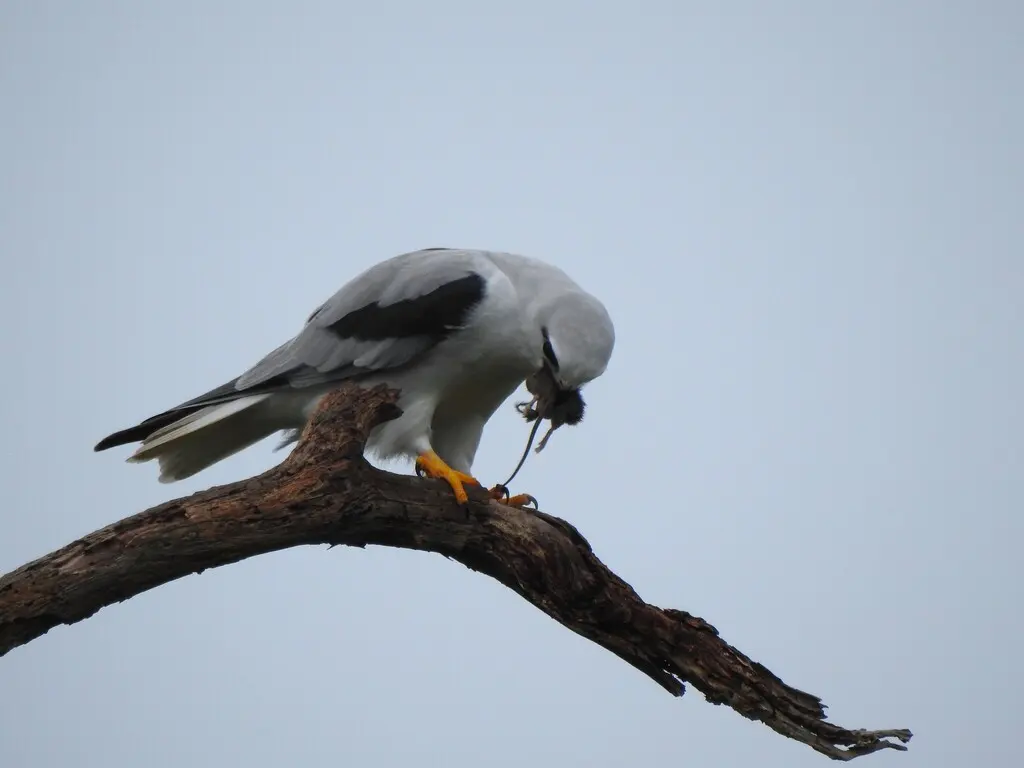 澳洲鸢(Elanus axillaris)