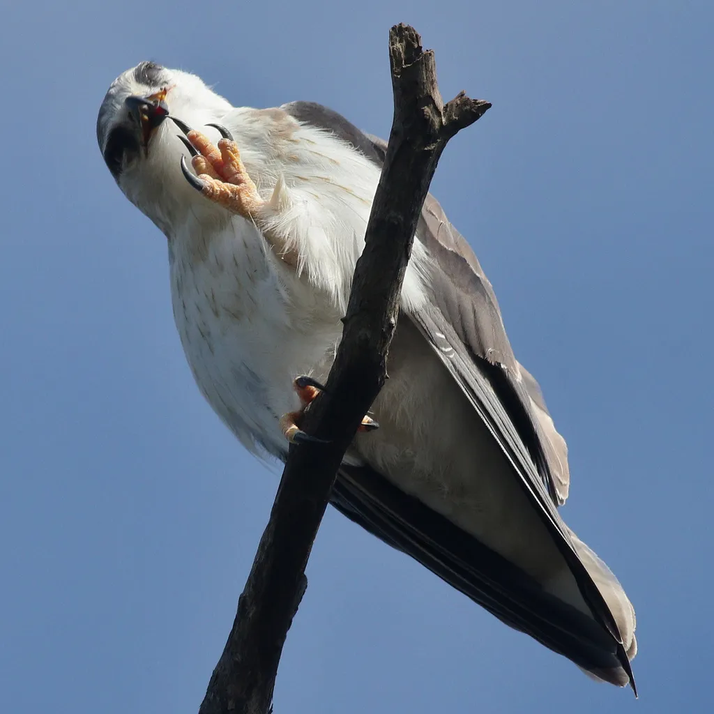 黑翅鸢(Elanus caeruleus)
