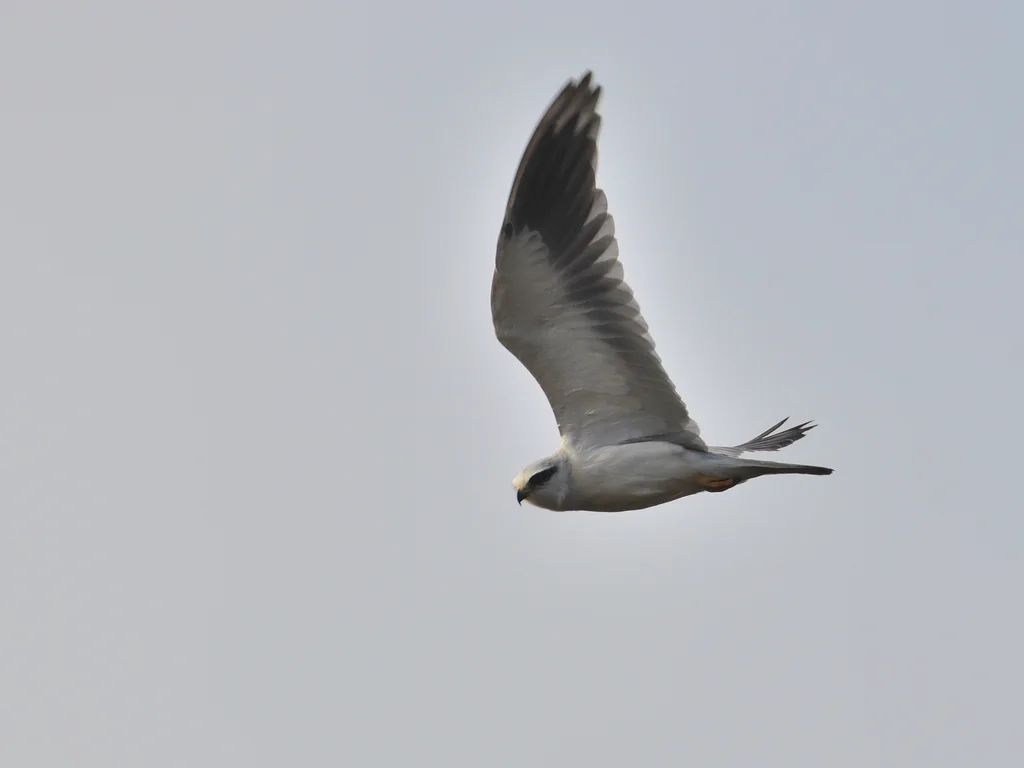 黑翅鸢(Elanus caeruleus)