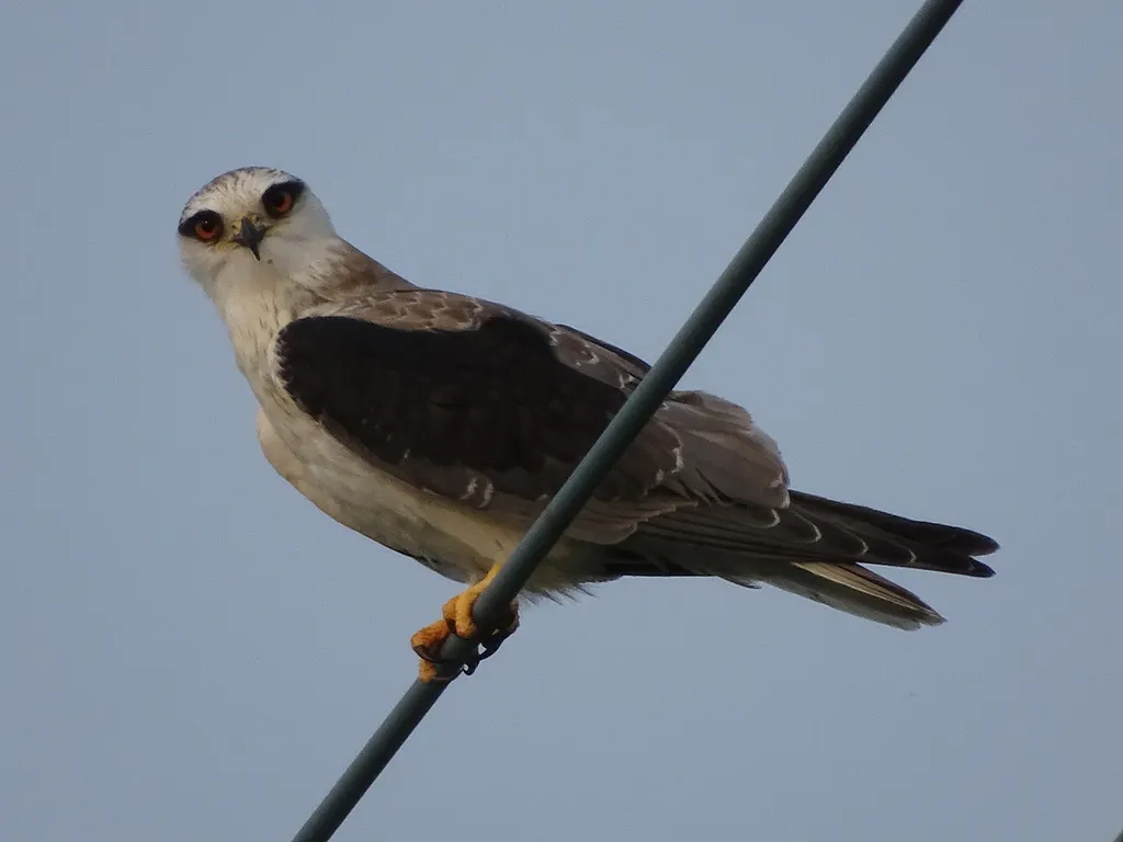 黑翅鸢(Elanus caeruleus)