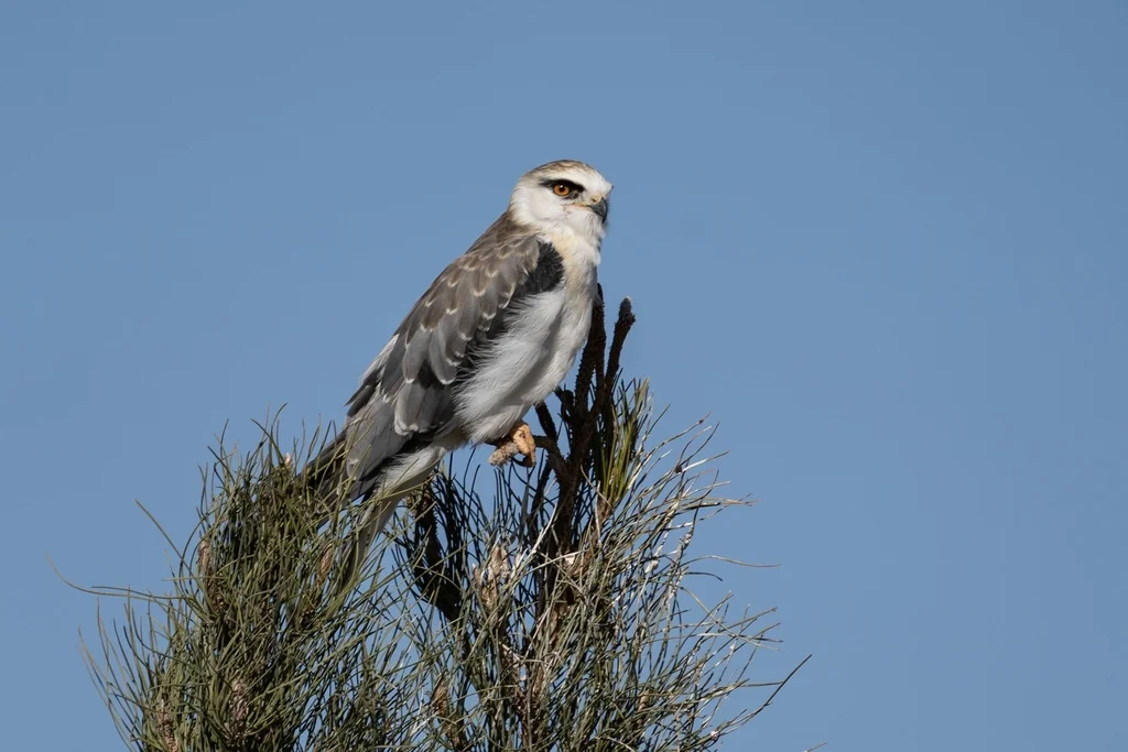 黑翅鸢(Elanus caeruleus)