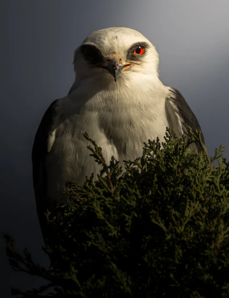 白尾鸢(Elanus leucurus)