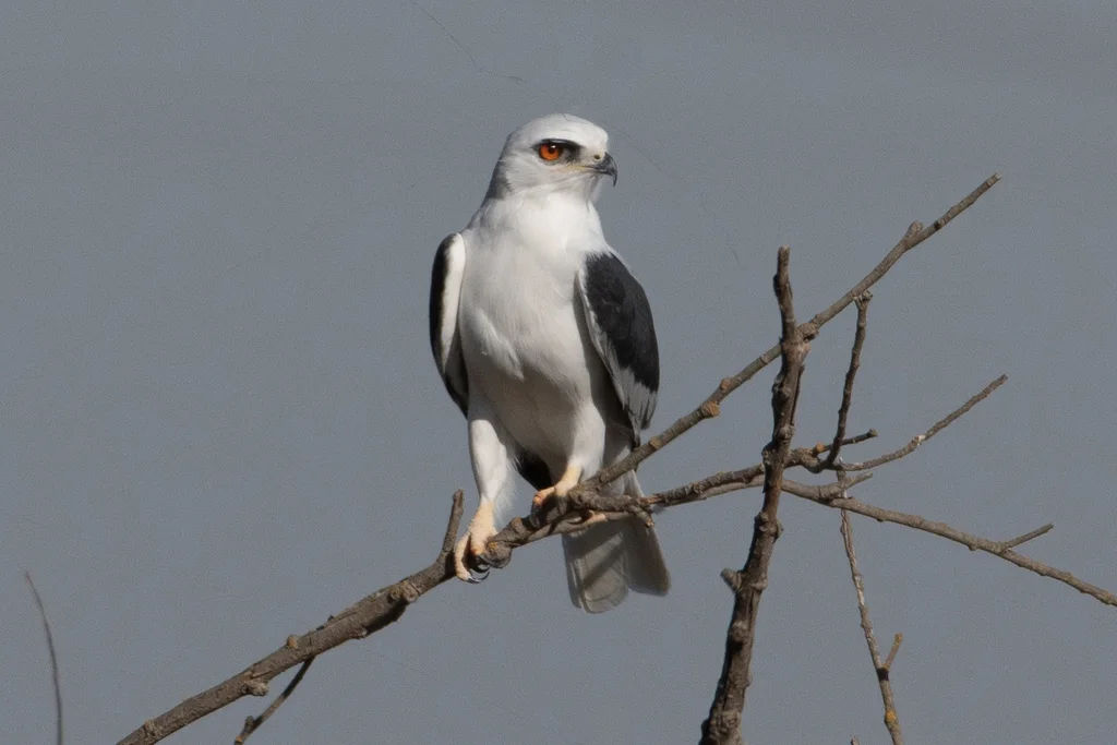 白尾鸢(Elanus leucurus)