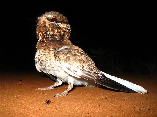 镰翅夜鹰(Eleothreptus anomalus)