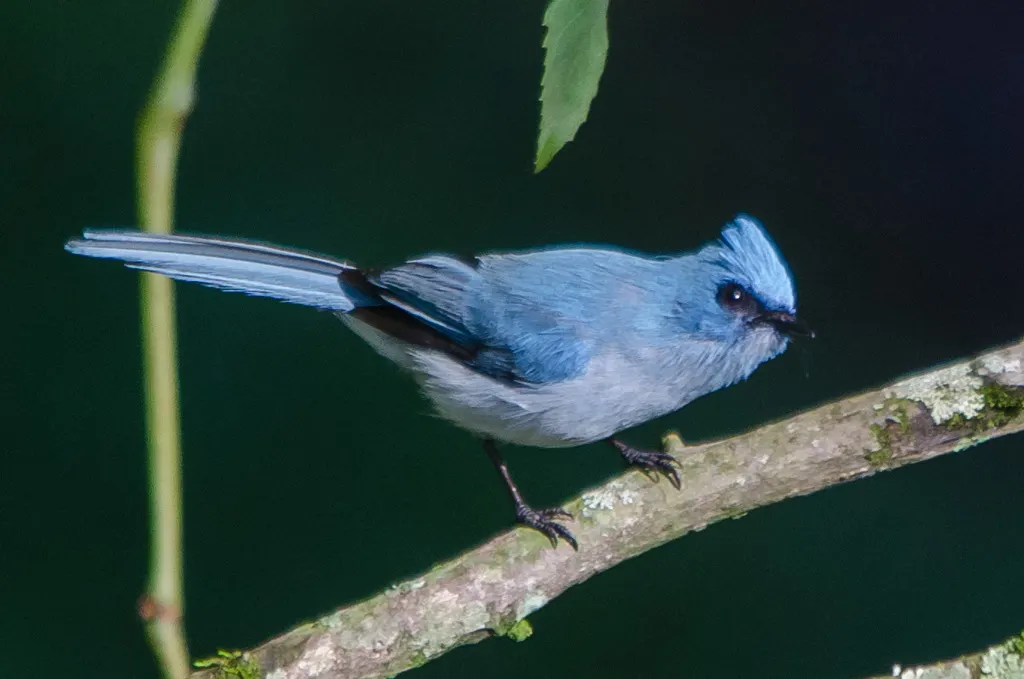 白尾蓝凤头鹟(Elminia albicauda)