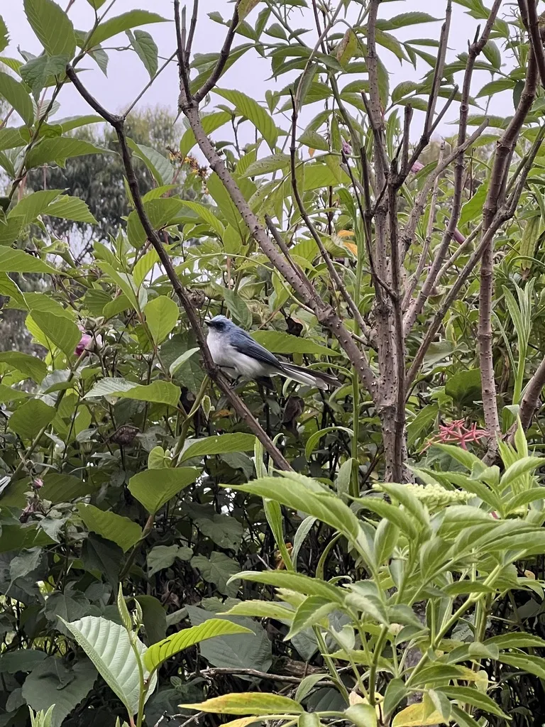 白尾蓝凤头鹟(Elminia albicauda)