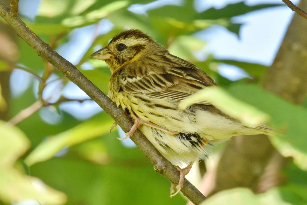 黄胸鹀(Emberiza aureola)
