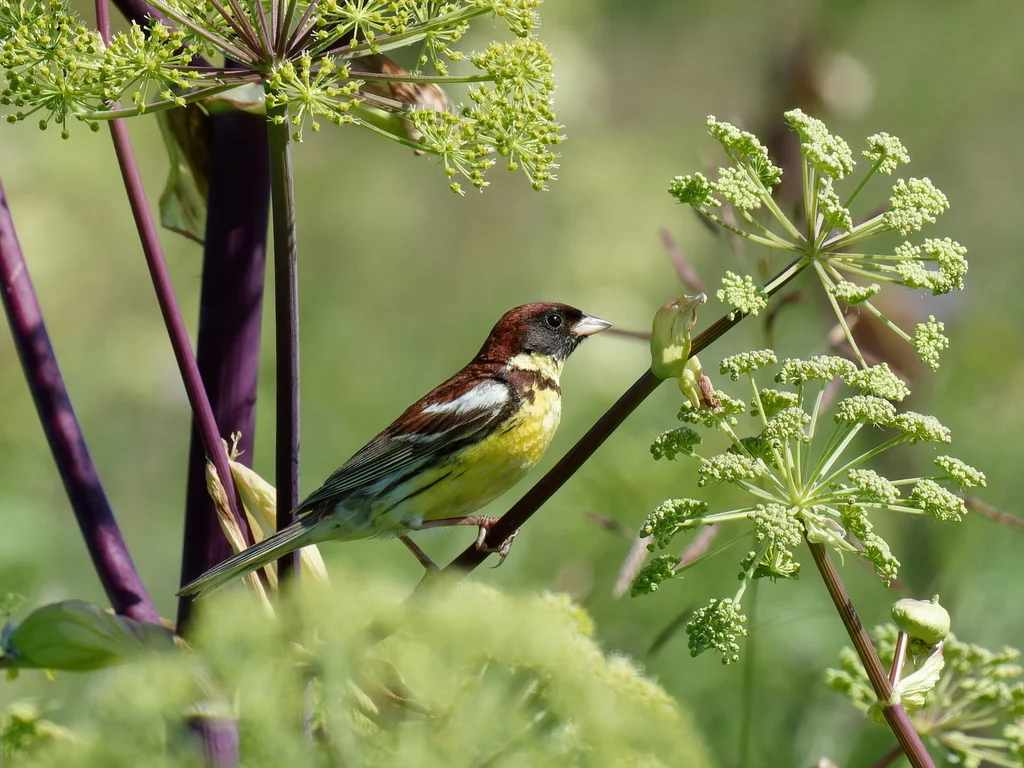 黄胸鹀(Emberiza aureola)
