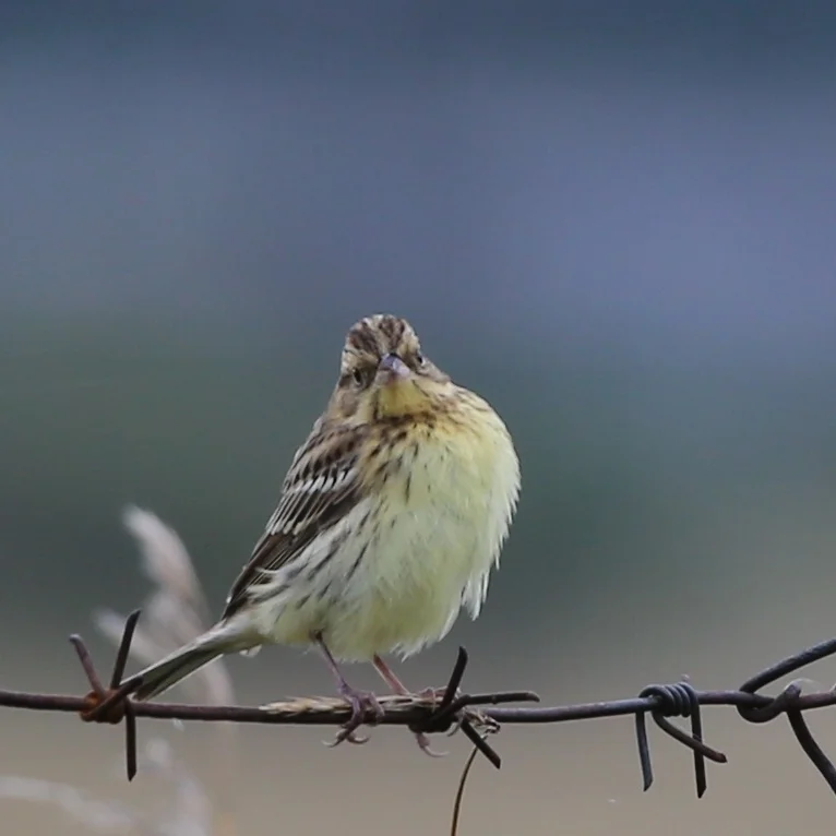 黄胸鹀(Emberiza aureola)
