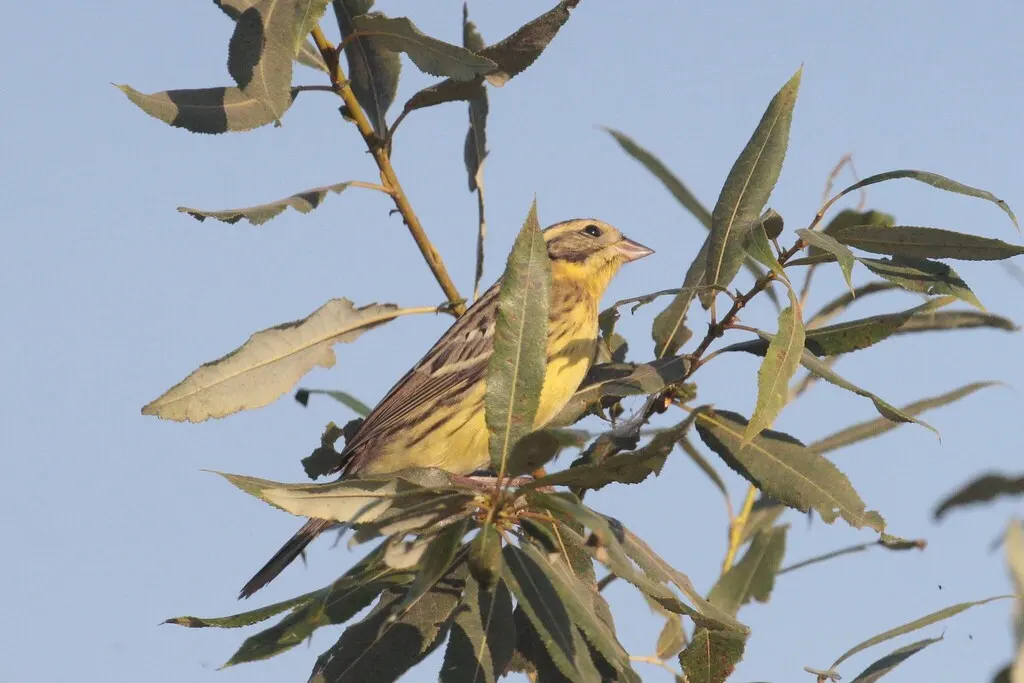 黄胸鹀(Emberiza aureola)