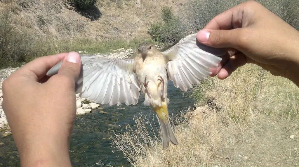 褐头鹀（Emberiza bruniceps）