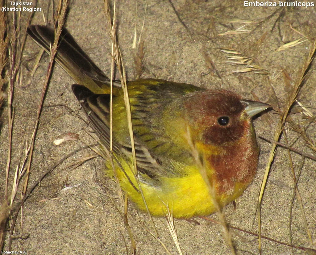 褐头鹀（Emberiza bruniceps）