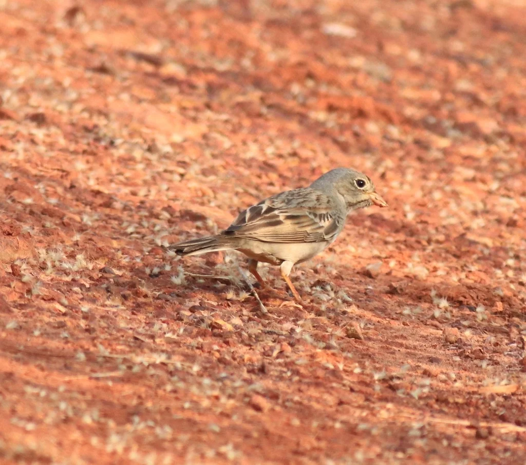 灰颈鹀(Emberiza buchanani)