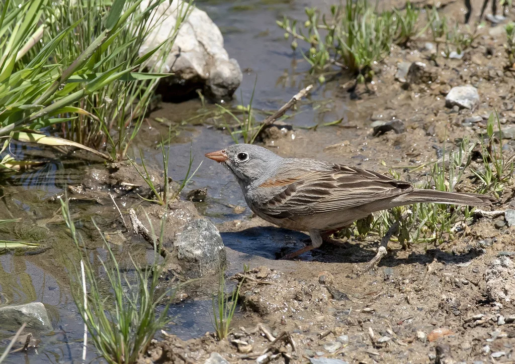 灰颈鹀(Emberiza buchanani)