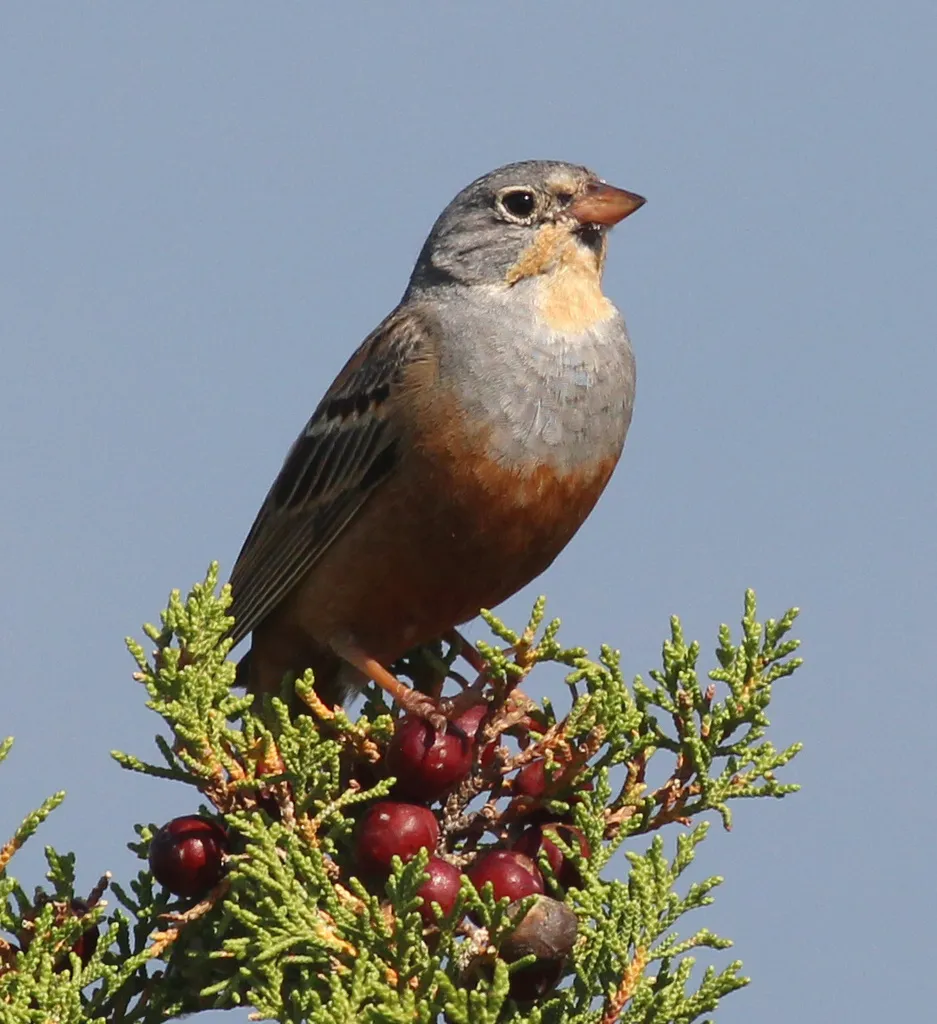 蓝头圃鹀(Emberiza caesia)
