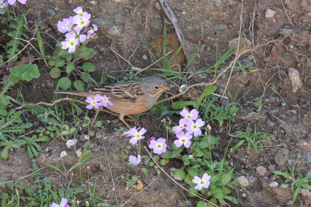 蓝头圃鹀(Emberiza caesia)