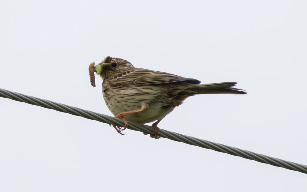 黍鹀(Emberiza calandra)